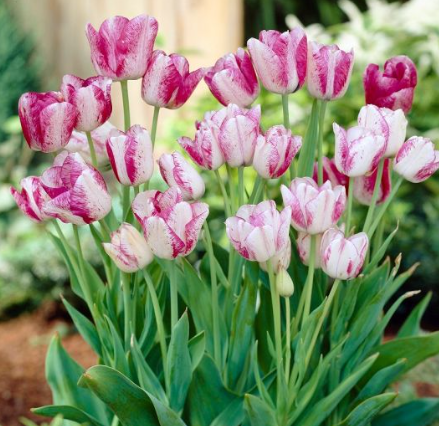 Tulip Modern Style Variety ( multi-flowered tulip ) 3 bulbs