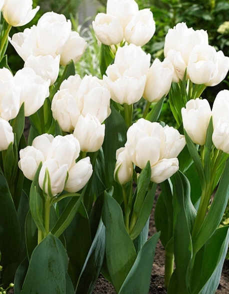 Tulip Weisse Berliner Variety ( multi-flowered tulip ) 3 bulbs