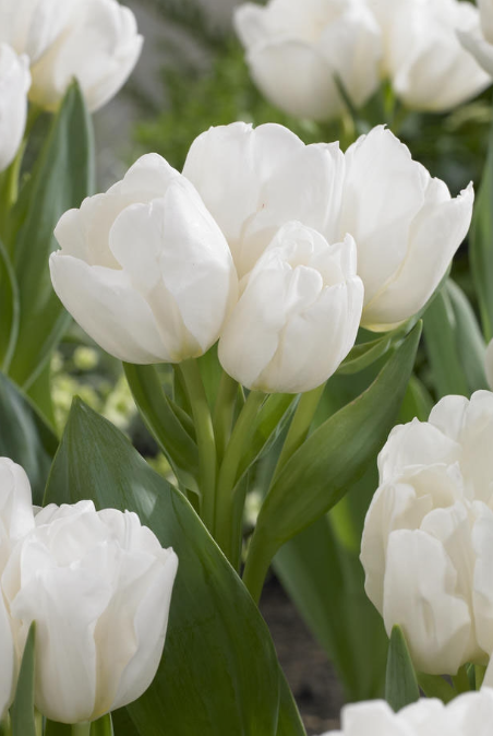 Tulip Weisse Berliner Variety ( multi-flowered tulip ) 3 bulbs