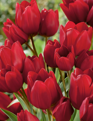 Tulip Red Georgette Variety ( multi-flowered tulip ) 3 bulbs