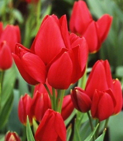 Tulip Red Georgette Variety ( multi-flowered tulip ) 3 bulbs