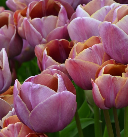 Tulip Blue Heaven Variety ( multi-flowered tulip ) 3 bulbs