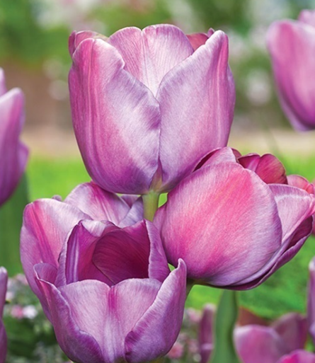 Tulip Blue Heaven Variety ( multi-flowered tulip ) 3 bulbs