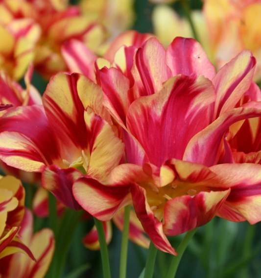 Tulip Wonder Club Variety ( multi-flowered tulip ) 3 bulbs