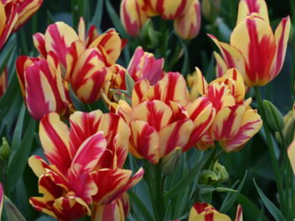 Tulip Wonder Club Variety ( multi-flowered tulip ) 3 bulbs