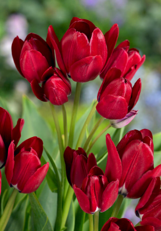 Tulip  Fiery Club Variety ( multi-flowered tulip ) 3 bulbs