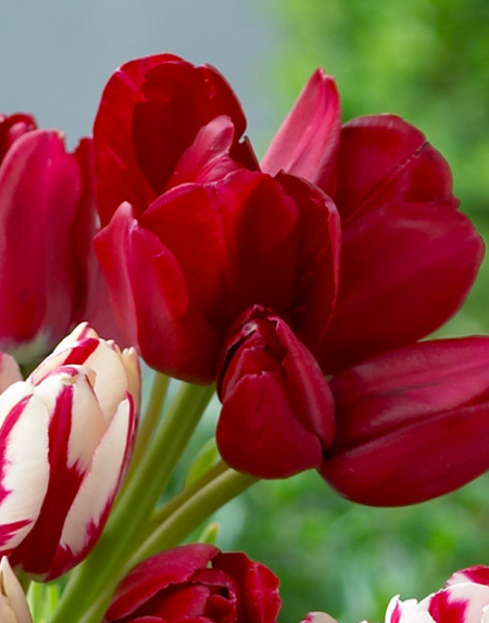 Tulip  Fiery Club Variety ( multi-flowered tulip ) 3 bulbs
