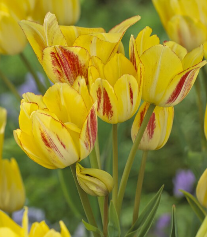 Tulip Sunshine Club Variety ( multi-flowered tulip ) 3 bulbs