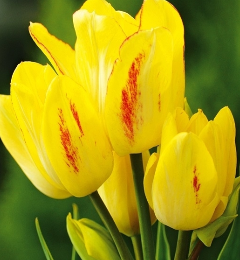 Tulip Sunshine Club Variety ( multi-flowered tulip ) 3 bulbs