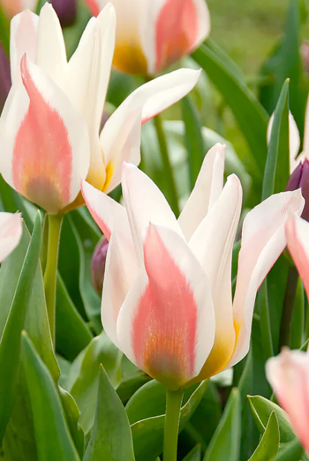 Tulip Serano Variety ( multi-flowered tulip ) 3 bulbs