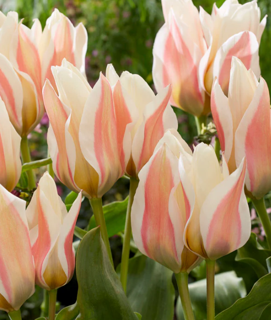Tulip Serano Variety ( multi-flowered tulip ) 3 bulbs