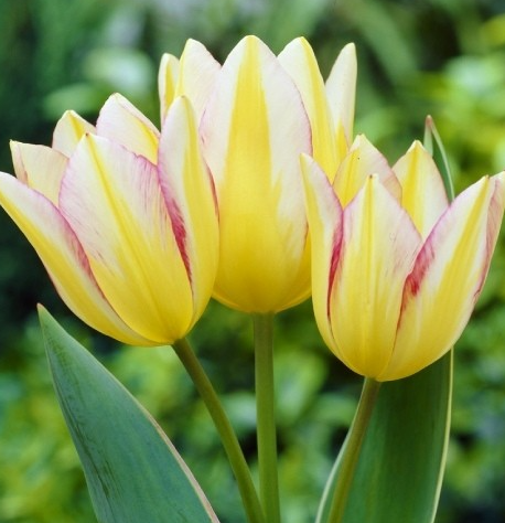 Tulip Antoinette Variety ( multi-flowered tulip ) 3 bulbs