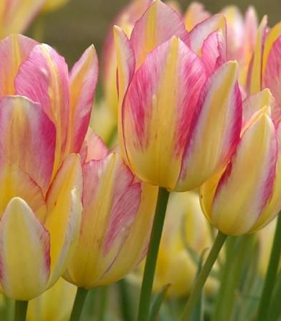 Tulip Antoinette Variety ( multi-flowered tulip ) 3 bulbs