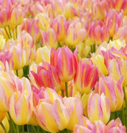 Tulip Antoinette Variety ( multi-flowered tulip ) 3 bulbs