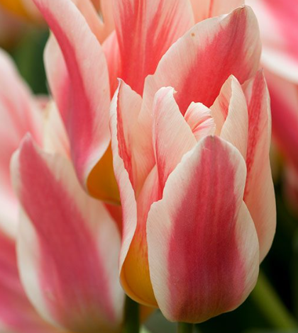 Tulip Quebec Variety ( multi-flowered tulip ) 3 bulbs