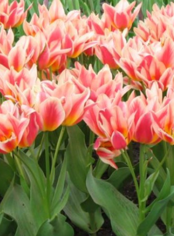 Tulip Quebec Variety ( multi-flowered tulip ) 3 bulbs