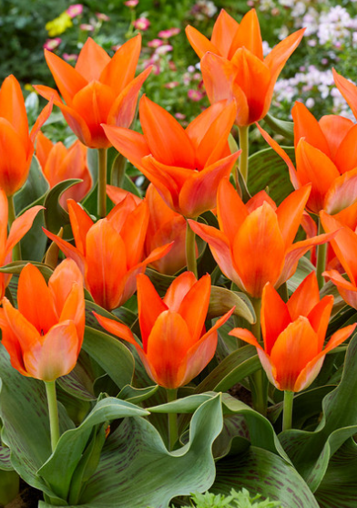 Tulip Orange Toronto Variety ( multi-flowered tulip ) 3 bulbs