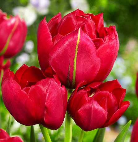 Tulip Estatic Variety ( multi-flowered tulip ) 3 bulbs
