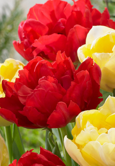 Tulip Estatic Variety ( multi-flowered tulip ) 3 bulbs