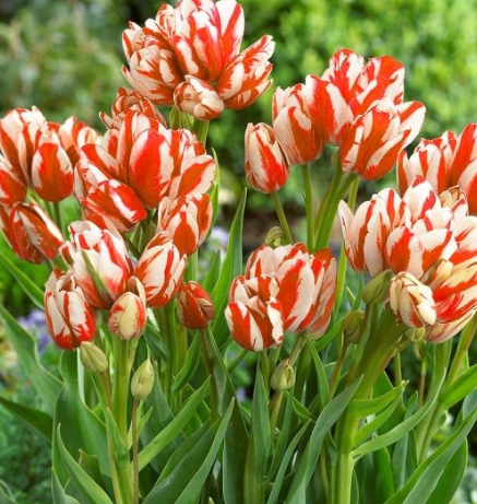 Tulip Sylvia Warder Variety ( multi-flowered tulip ) 3 bulbs