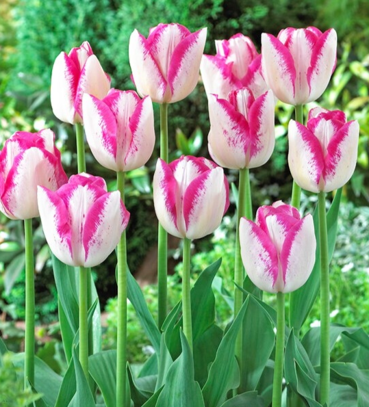 Tulip Del Piero Variety ( multi-flowered tulip ) 3 bulbs