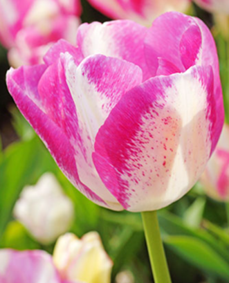 Tulip Del Piero Variety ( multi-flowered tulip ) 3 bulbs