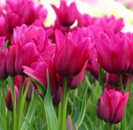 Tulip Night Club Variety ( multi-flowered tulip ) 3 bulbs