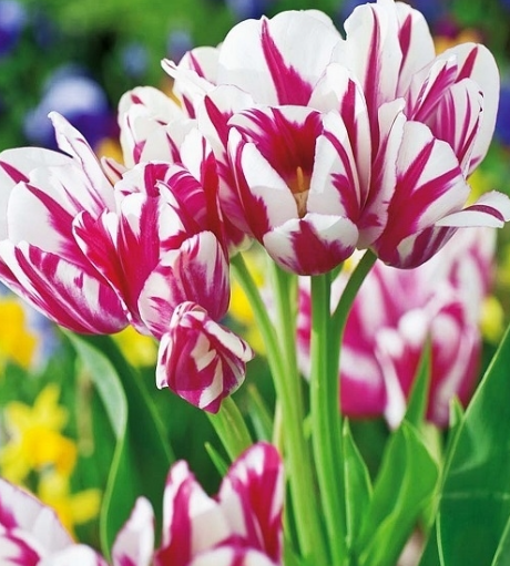 Tulip Flaming Club Variety ( multi-flowered tulip ) 3 bulbs