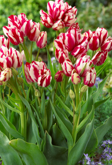 Tulip Flaming Club Variety ( multi-flowered tulip ) 3 bulbs