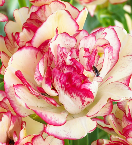 Tulip Belicia Variety ( multi-flowered tulip ) 3 bulbs