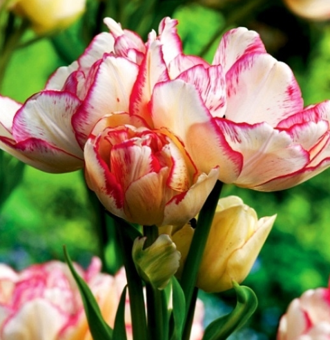 Tulip Belicia Variety ( multi-flowered tulip ) 3 bulbs