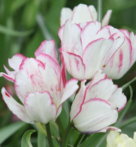 Tulip Candy Club Variety ( multi-flowered tulip ) 3 bulbs