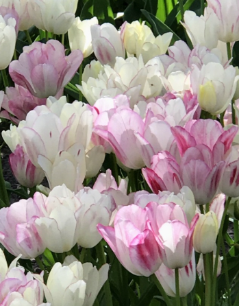 Tulip Candy Club Variety ( multi-flowered tulip ) 3 bulbs