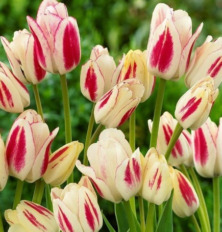 Tulip Candy Club Variety ( multi-flowered tulip ) 3 bulbs