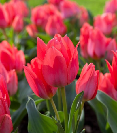 Tulip Toronto Variety ( multi-flowered tulip ) 3 bulbs