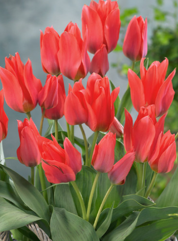 Tulip Toronto Variety ( multi-flowered tulip ) 3 bulbs