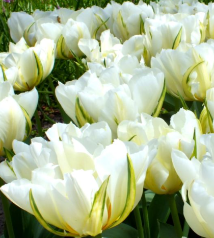 Tulip Exotic Emperor Variety ( Exclusive tulip ) 3 bulbs