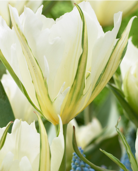 Tulip Exotic Emperor Variety ( Exclusive tulip ) 3 bulbs