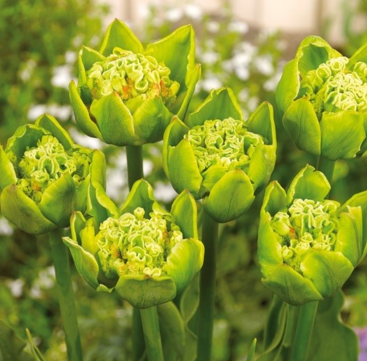 Tulip Green Bizarre Variety ( Exclusive tulip ) 3 bulbs