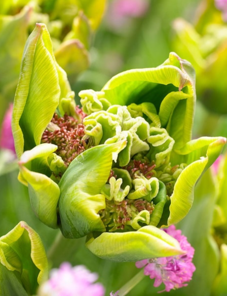 Tulip Green Bizarre Variety ( Exclusive tulip ) 3 bulbs