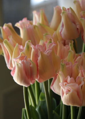 Tulip Witty Picture Variety ( Exclusive tulip ) 3 bulbs