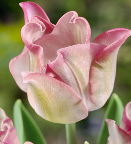 Tulip Witty Picture Variety ( Exclusive tulip ) 3 bulbs