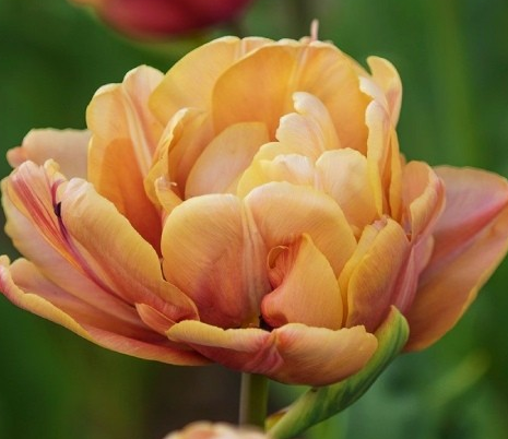 Tulip La Belle Epoque Variety ( Exclusive tulip ) 3 bulbs