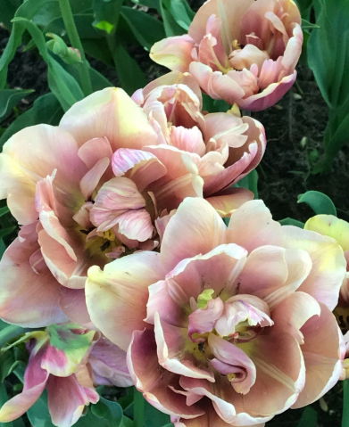 Tulip La Belle Epoque Variety ( Exclusive tulip ) 3 bulbs