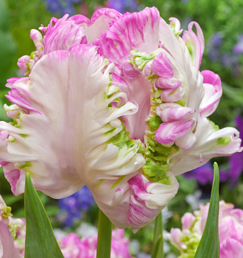 Tulip Weber Parrot Variety ( Exclusive tulip ) 3 bulbs