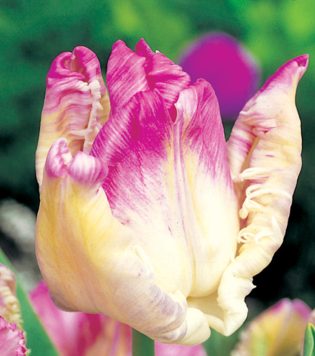 Tulip Weber Parrot Variety ( Exclusive tulip ) 3 bulbs