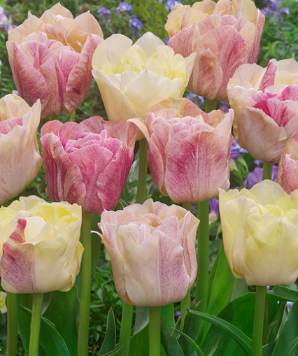Tulip Silk Road Variety ( Exclusive tulip ) 3 bulbs