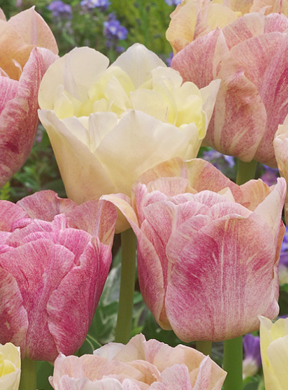 Tulip Silk Road Variety ( Exclusive tulip ) 3 bulbs
