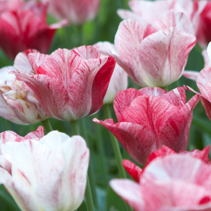 Tulip Hemisphere Variety ( Exclusive tulip ) 3 bulbs