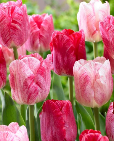 Tulip Hemisphere Variety ( Exclusive tulip ) 3 bulbs